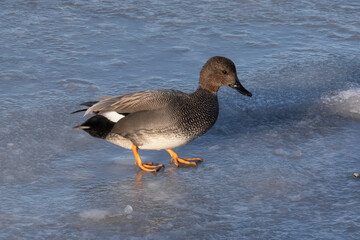 Ein Männchen der Schnatterente (Mareca strepera, gadwall),  läuft über Eis auf einem...