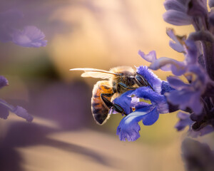 A honey bee gathers nectar from delicate purple flowers, illuminated by warm golden-hour light © Dmytro