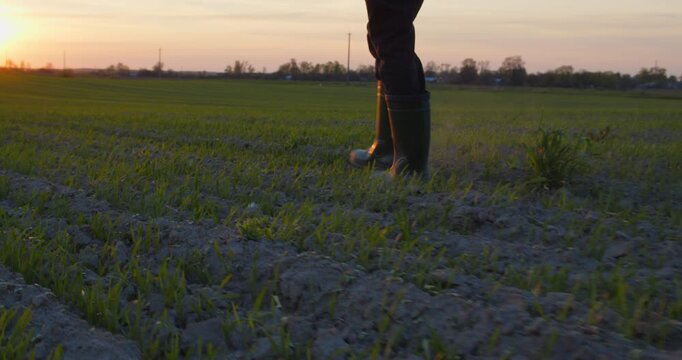 Farmer walks through a young wheat green field during sunset. Bottom view of a man walking in rubber boots in a farmer's field at sunset. Human walking on agriculture field Slow motion. 4k footage.