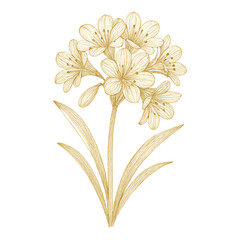 Naklejka premium PNG Elegant floral botanical illustration.