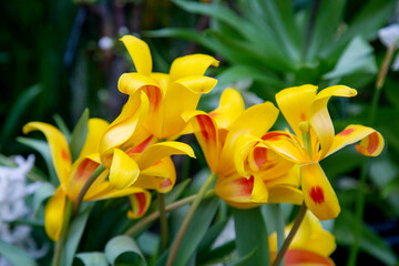 Fleming Baysad tulips with beautiful buds. Flora, botany, floristry, agriculture.