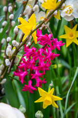 Fototapeta premium Hyacinth, yellow narcissus and willow on a background of green grass. Flora, botany, floristry, agriculture.