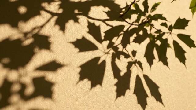 Oak Tree Leaf Shadows Dancing on Textured Wall