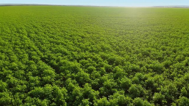 Aerial Tracking Shot Over Vast Unbroken Field Of Lush Vibrant Green Crops Stretching To Horizon