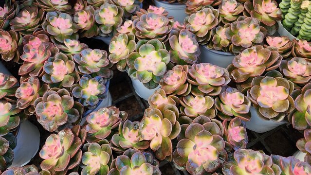 Echeveria 'Chroma' is a succulent plant with thick, glossy leaves arranged in a rosette shape. It is a popular ornamental plant.