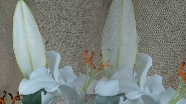 Fioritura rapidadi fiori in metodo timelapse