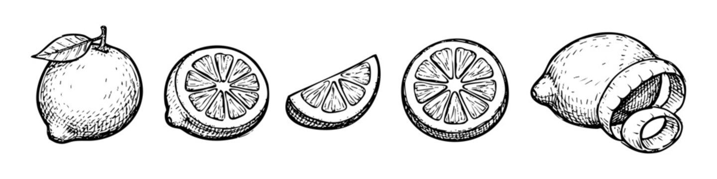 Hand-drawn set of lemon sketches including whole fruit with leaf, half, slice, wedge, and lemon peel. Vintage engraving style citrus illustration isolated on white background.