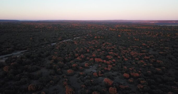 Aerial view flying over forest at sunset