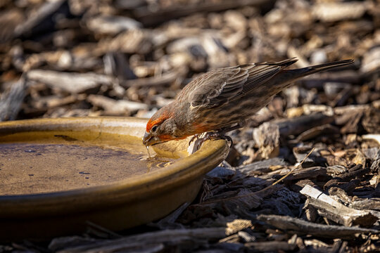 Male House Finch takes a drink at a watering station at a local bird watching garden