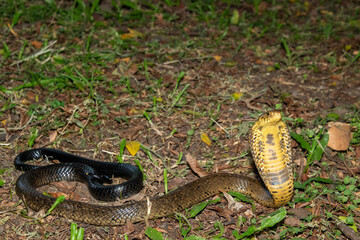 Obraz premium A deadly but shy brown forest cobra (Naja subfulva) displaying its signature hood in a defensive pose on a forest floor – A deadly venomous snake found in Central and East Africa
