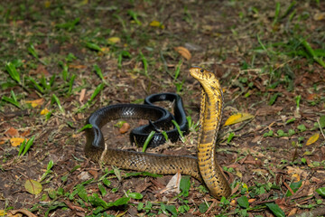 Obraz premium A deadly but shy brown forest cobra (Naja subfulva) displaying its signature hood in a defensive pose on a forest floor – A deadly venomous snake found in Central and East Africa