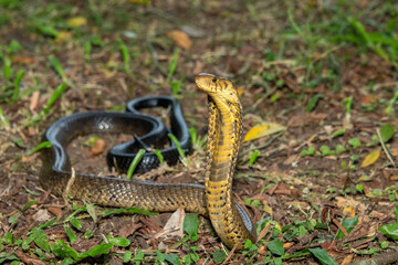 Fototapeta premium A deadly but shy brown forest cobra (Naja subfulva) displaying its signature hood in a defensive pose on a forest floor – A deadly venomous snake found in Central and East Africa