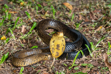 Obraz premium A deadly but shy brown forest cobra (Naja subfulva) displaying its signature hood in a defensive pose on a forest floor – A deadly venomous snake found in Central and East Africa