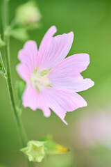 Fototapeta premium Delicate pink malva flower close-up with soft green background