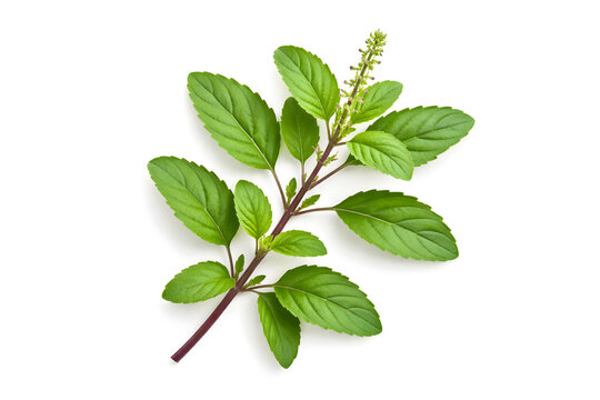 Holy basil plant branch isolated on white background, fresh tulsi leaves with stem for herbal medicine, Ayurvedic medicinal herb close up, organic botanical ingredient used in natural healing and well