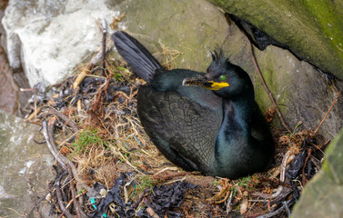 Cormoran huppé, nid,  Phalacrocorax aristotelis, European Shag © JAG IMAGES