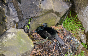 Cormoran huppé, nid,  Phalacrocorax aristotelis, European Shag © JAG IMAGES