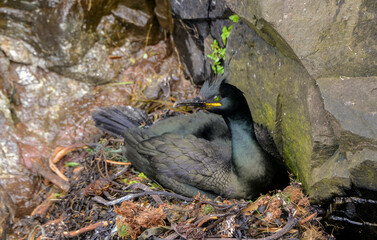 Cormoran huppé, nid,  Phalacrocorax aristotelis, European Shag © JAG IMAGES