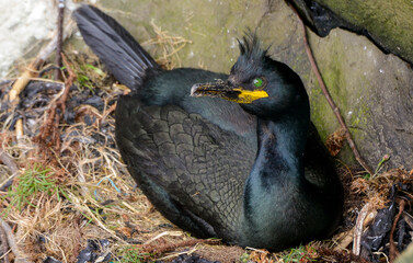 Cormoran huppé, nid,  Phalacrocorax aristotelis, European Shag © JAG IMAGES