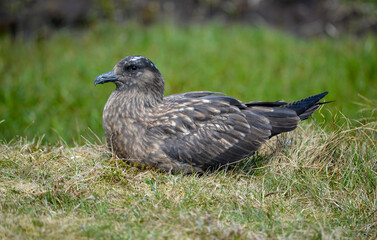 Obraz premium Grand Labbe