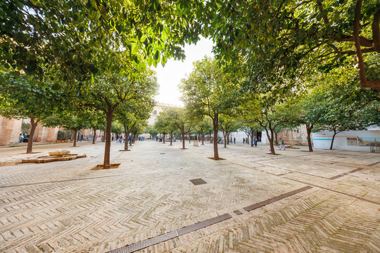 Patio de los Naranjos at Seville Cathedral in Seville, Spain shows rows of orange trees, stone fountains, drains, and visitors in warm late afternoon light.