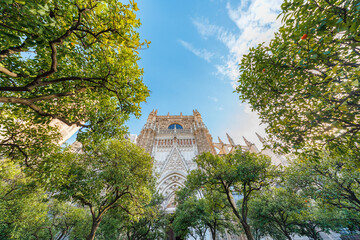 Naklejka premium Seville, Spain, Seville Cathedral Gothic facade framed by orange trees in Patio de los Naranjos, wide view looks up in bright afternoon light with ornate tracery visible.