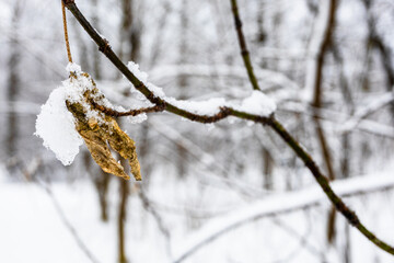 dried frozen yellow leaf on twig close up on twig