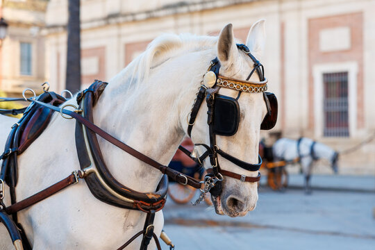 Seville carriage horse with ornate harness and gold browband detail stands in profile in Seville, Spain. Warm daylight and tight depth of field emphasize tack and coat.