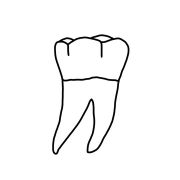 Anatomy of human tooth 46, US #30, mandibular right first molar drawn by a professional dental technician