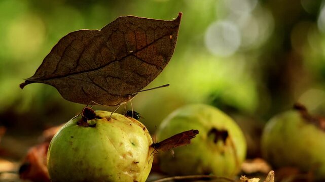 Macro wildlife video of leaf mimic orange oakleaf butterfly feeding on fallen ripe guava fruit during monsoon daytime in himachal pradesh india.