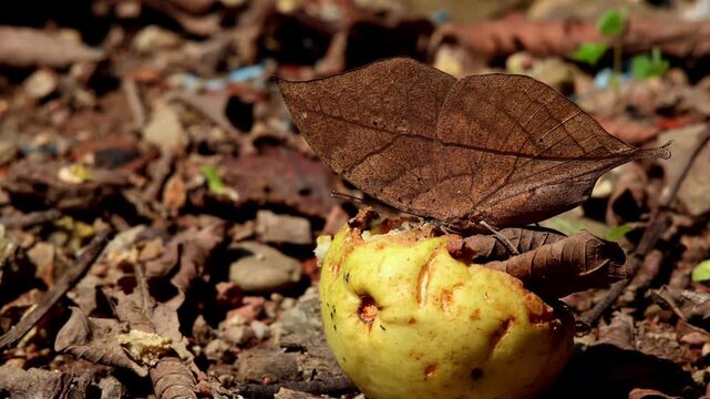  A detailed closeup video showing the fascinating feeding behavior of the dead leaf butterfly (Kallima inachus) on a ripe fallen guava fruit inside a monsoon forest in Himachal Pradesh, India.