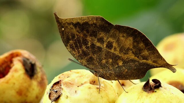 Closeup natural footage showing Kallima inachus, the dead leaf butterfly, feeding on a fallen ripe guava fruit during a humid monsoon day in Himachal Pradesh India.