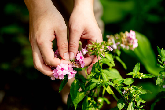 A gardener reaches in with both hands to pick flowers with pink blossoms from a lush summer flowerbed.