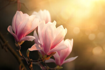 Magnolia blossoms in a beam of warm sunlight with blurred bokeh dark background. A botanical spring photo with beautiful flowers on a branch. © Smileus