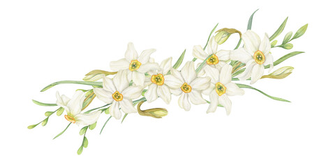 White narcissus flower garland watercolor illustration on isolated background. Blooming spring daffodil flowers and spikelet composition for birthday greeting cards, herbal packaging © Masha_tolk_art