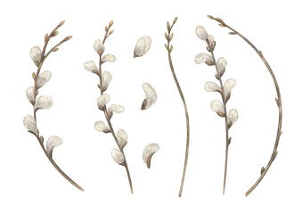Willow branches with fluffy white buds clip art watercolor illustration on isolated background. Twigs with blooming catkins set. Botanical elements for Easter Orthodox greeting cards, invitations. © Masha_tolk_art