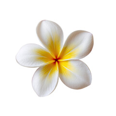 Vibrant White and Yellow Flower Isolated Image, png clipart element with transparency