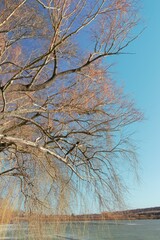 Obraz premium A tree with many branches