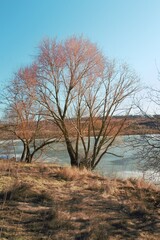 Fototapeta premium A tree with red leaves