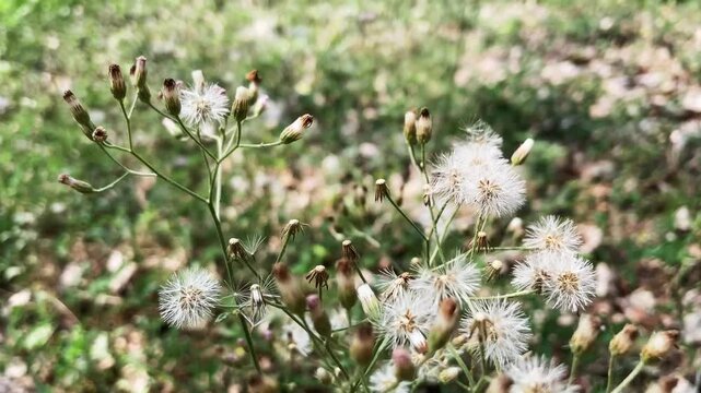 Vernonia Cinerea Wildflowers Swaying in Wind Along Rural Roadside in Natural Light 4k video footage