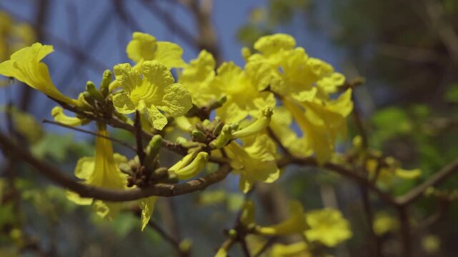 Close up shot of Blooming Yellow Indian Trumpet Tree Flowers Attracting Small Insects Collecting Nectar 4k video footage