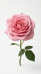 Naklejka premium Rosa rosa en plena floración aislada sobre fondo blanco neutro con iluminación de estudio. Imagen delicada y elegante que simboliza amor, ternura y belleza natural.