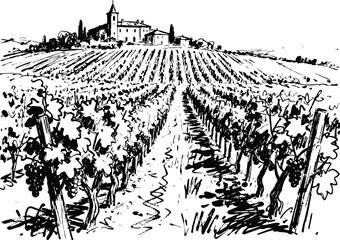 Obraz premium vineyard landscape with rows of grapevines leading to rustic farmhouse and tall cypress trees under clear sky