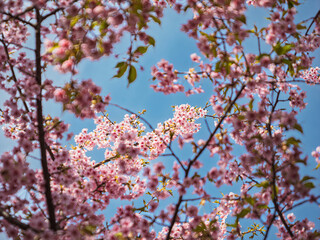 Obraz premium 春の息吹。見上げる空を彩る満開の河津桜