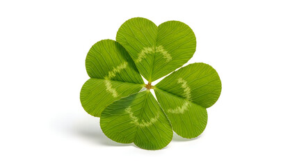 Obraz premium A green four leaf clover on a white background . Shamrock st patricks day celebration