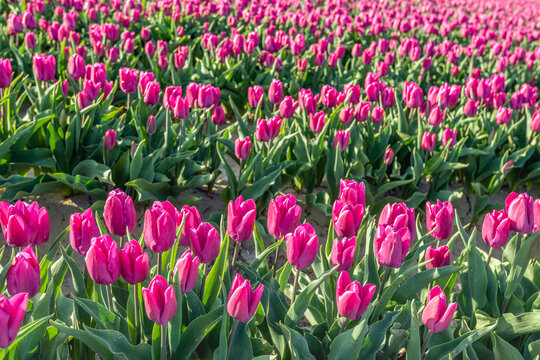 Dark pink tulips in the field of a specialized Dutch bulb grower. The photo was taken on a day in the spring season.