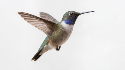 Fototapeta premium Anna's Hummingbird in Flight on White Background