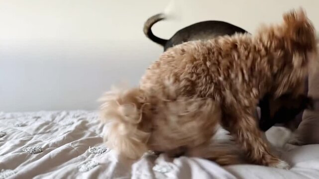 Two young dogs playing biting wrestling on bed &mdash; energetic fun authentic puppy play interaction indoor natural light
