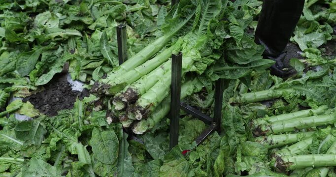 Sichuan,China  June 01,2025, Chinese farmer harvesting green stem lettuce crops in the field, Sichuan province, China