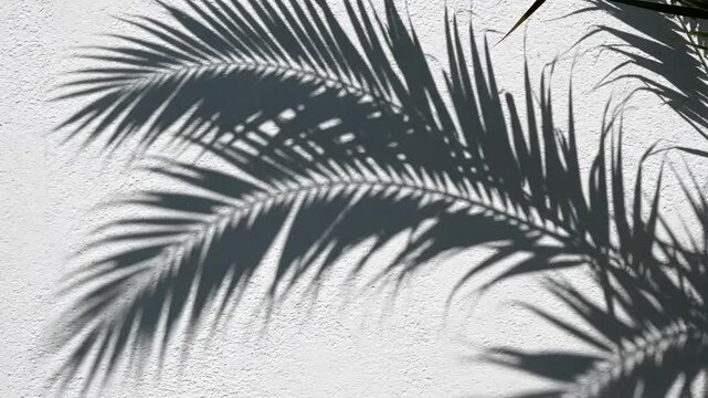 Palm leaf shadows on textured white wall, creating abstract and natural pattern